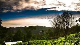Kausani Tea Estate
